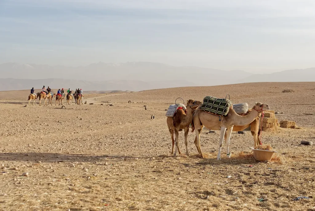 Day trips from Marrakech: 6 great escapes Camels in the Agafay desert near Marrakech