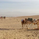 جمال في صحراء أكفاي قرب مراكش