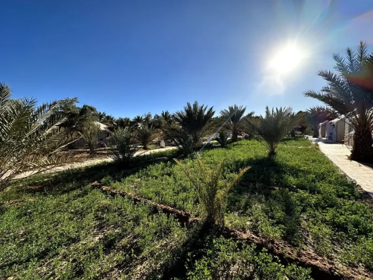 Photos Palmeraie ensoleillée autour du camp