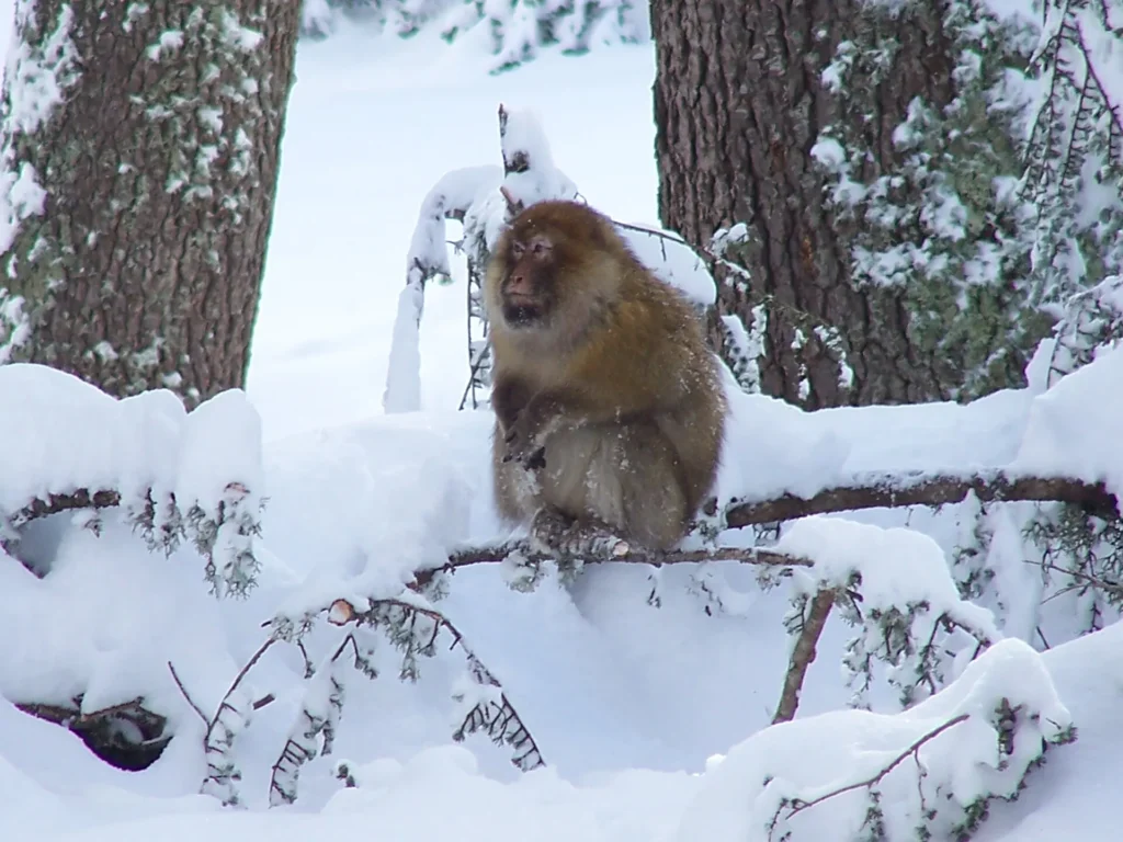 Barbary macaque in the snowy cedar forest of the Middle Atlas
